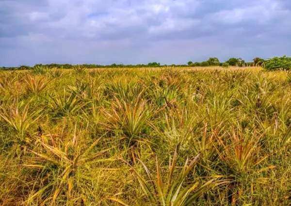 Protect biodiversity